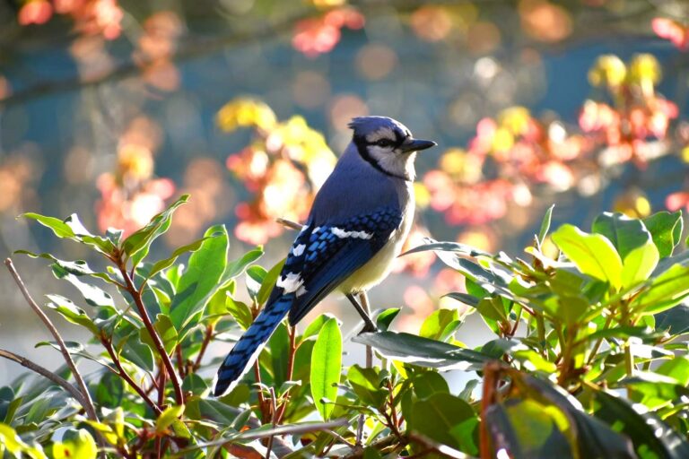 Joining the Flock: Birding in McKean County & The ANF